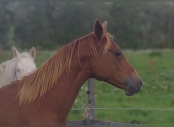 Trakehner, Étalon, 3 Ans, 164 cm, Alezan