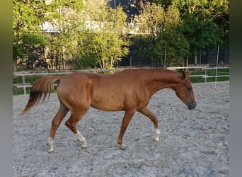 Trakehner, Étalon, 3 Ans, 165 cm, Alezan