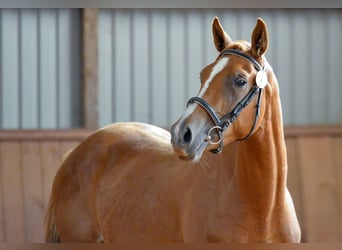 Trakehner, Étalon, 3 Ans, 165 cm, Alezan