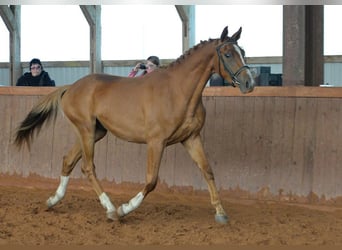 Trakehner, Étalon, 3 Ans, 165 cm, Alezan