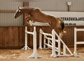 Trakehner, Étalon, 3 Ans, 165 cm, Alezan