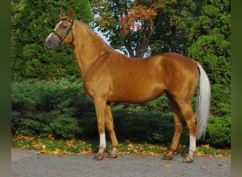 Trakehner, Étalon, 3 Ans, 165 cm, Alezan
