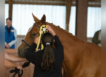 Trakehner, Étalon, 3 Ans, 165 cm, Alezan