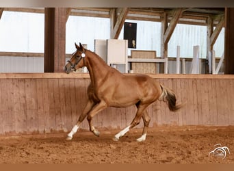 Trakehner, Étalon, 3 Ans, 165 cm, Alezan