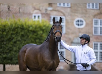 Trakehner, Étalon, 3 Ans, 165 cm, Bai