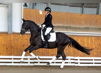 Trakehner, Étalon, 3 Ans, 165 cm, Noir