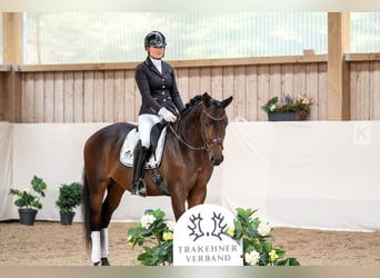 Trakehner, Étalon, 3 Ans, 166 cm, Bai brun