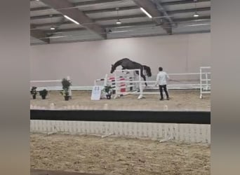 Trakehner, Étalon, 3 Ans, 166 cm, Bai