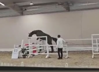 Trakehner, Étalon, 3 Ans, 166 cm, Bai