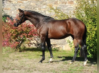 Trakehner, Étalon, 3 Ans, 167 cm, Bai