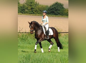 Trakehner, Étalon, 3 Ans, 167 cm, Bai
