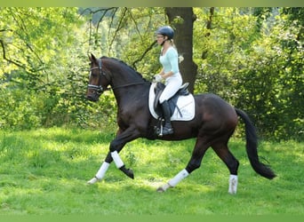 Trakehner, Étalon, 3 Ans, 167 cm, Bai