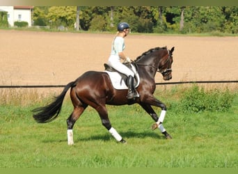 Trakehner, Étalon, 3 Ans, 167 cm, Bai