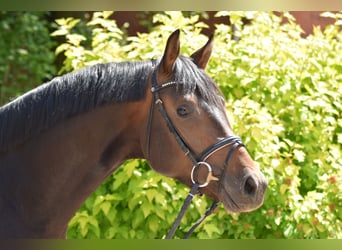 Trakehner, Étalon, 3 Ans, 168 cm, Bai