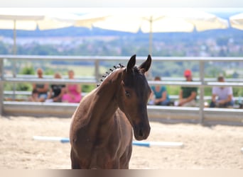 Trakehner, Étalon, 3 Ans, 168 cm, Noir