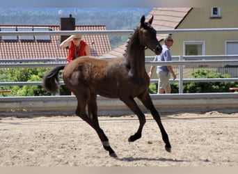 Trakehner, Étalon, 3 Ans, 168 cm, Noir