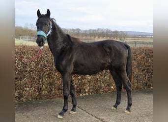 Trakehner, Étalon, 3 Ans, 168 cm, Noir