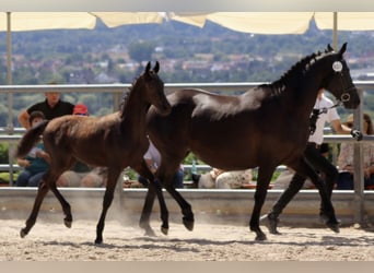 Trakehner, Étalon, 3 Ans, 168 cm, Noir