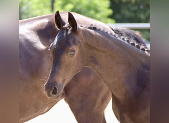 Trakehner, Étalon, 3 Ans, 168 cm, Noir