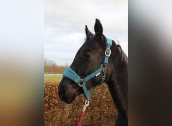 Trakehner, Étalon, 3 Ans, 168 cm, Noir