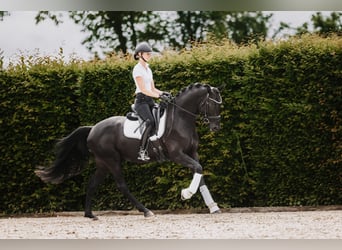 Trakehner, Étalon, 3 Ans, 168 cm, Noir