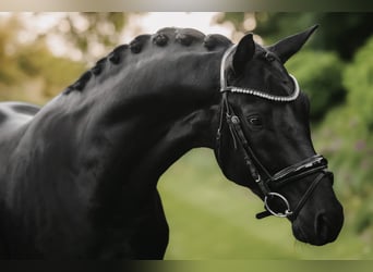 Trakehner, Étalon, 3 Ans, 168 cm, Noir