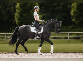 Trakehner, Étalon, 3 Ans, 168 cm, Noir