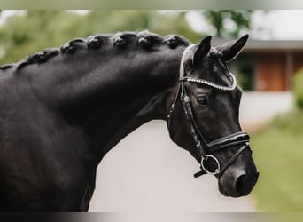 Trakehner, Étalon, 3 Ans, 168 cm, Noir