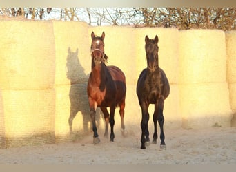 Trakehner, Étalon, 3 Ans, 170 cm, Bai brun foncé