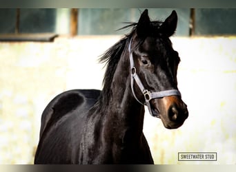 Trakehner, Étalon, 3 Ans, 170 cm, Bai brun foncé