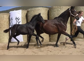 Trakehner, Étalon, 3 Ans, 170 cm, Bai brun foncé