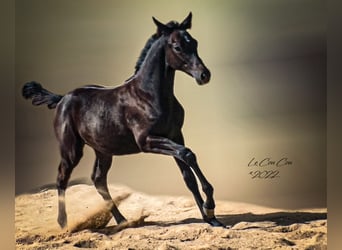 Trakehner, Étalon, 3 Ans, 170 cm, Bai brun foncé