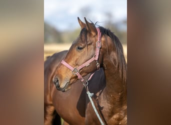 Trakehner, Étalon, 3 Ans, 170 cm, Bai cerise