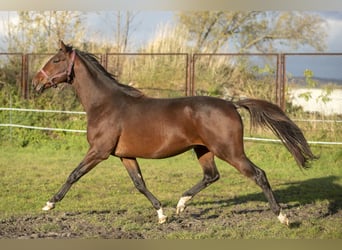 Trakehner, Étalon, 3 Ans, 170 cm, Bai cerise