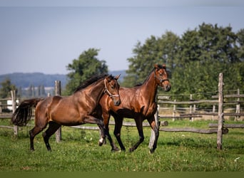Trakehner, Étalon, 3 Ans, 170 cm, Bai cerise
