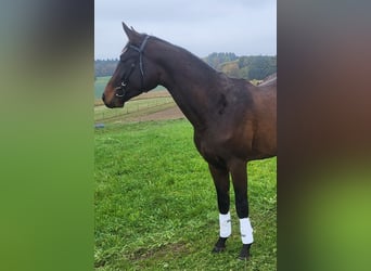 Trakehner, Étalon, 3 Ans, 172 cm, Bai brun