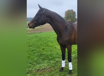 Trakehner, Étalon, 3 Ans, 172 cm, Bai brun