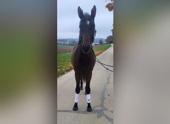 Trakehner, Étalon, 3 Ans, 172 cm, Bai brun