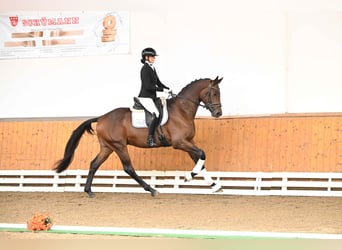 Trakehner, Étalon, 3 Ans, 172 cm, Bai