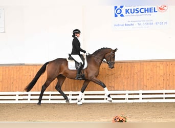 Trakehner, Étalon, 3 Ans, 172 cm, Bai