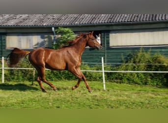 Trakehner, Étalon, 3 Ans, Alezan
