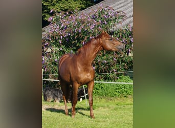 Trakehner, Étalon, 3 Ans, Alezan