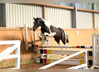 Trakehner, Étalon, 4 Ans, 162 cm, Pinto