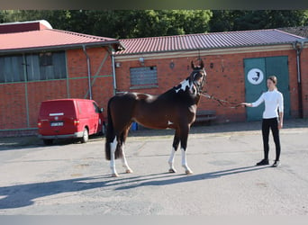 Trakehner, Étalon, 4 Ans, 163 cm, Pinto