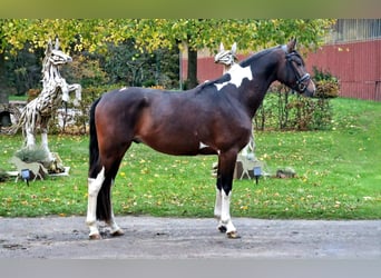 Trakehner, Étalon, 4 Ans, 163 cm, Pinto