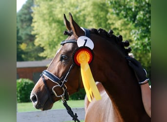 Trakehner, Étalon, 4 Ans, 163 cm, Pinto