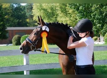 Trakehner, Étalon, 4 Ans, 163 cm, Pinto