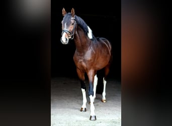 Trakehner, Étalon, 4 Ans, 163 cm, Pinto