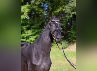 Trakehner, Étalon, 4 Ans, Bai brun foncé