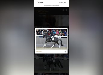 Trakehner, Étalon, 5 Ans, 167 cm, Noir